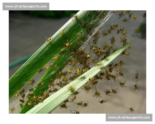 小蜘蛛的警示:世俱杯细节如丝,疏漏即失良机 小蜘蛛的警示:世俱杯细节如丝,疏漏即失良机